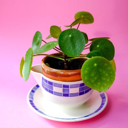 Saucière Badonviller