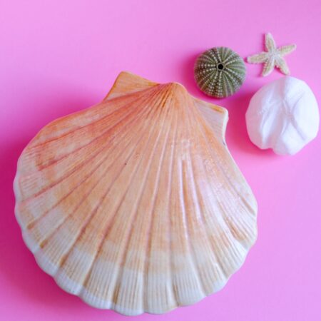 Boîte coquillage Caugant